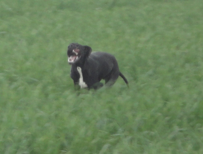 Gitane du bois de la Hulaine - TAN