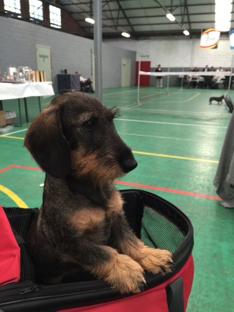 Les Chiens Qui Attendent Un Maître Spa Des Baux De Provence