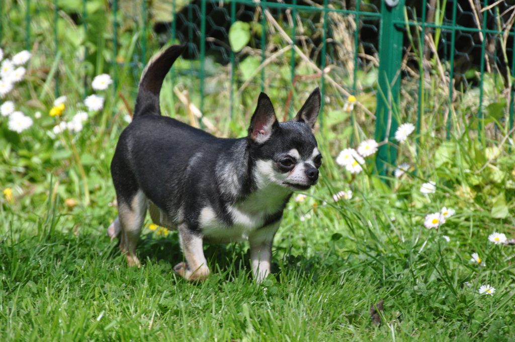 Maeva de Ling Dechen