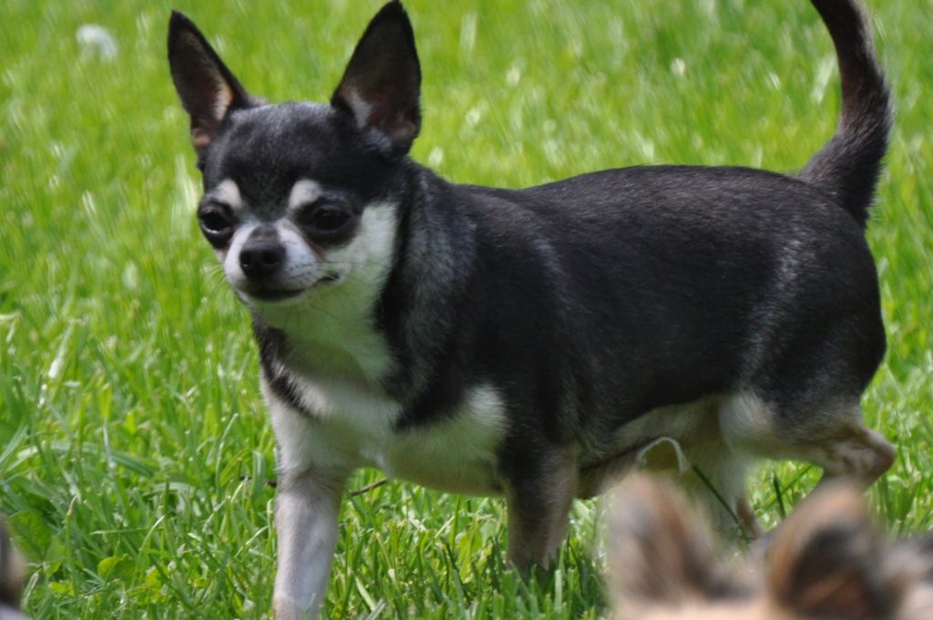 Maeva de Ling Dechen