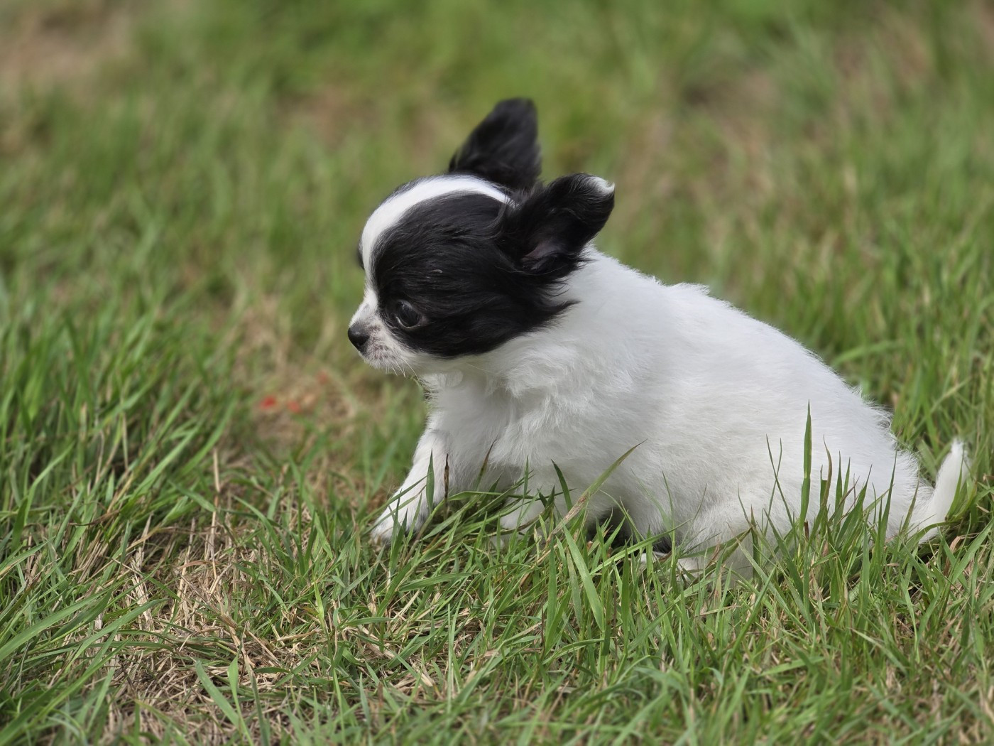 ANGEL de Ling Dechen