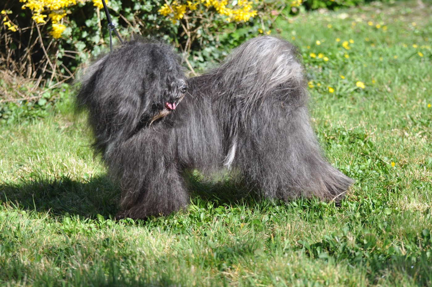 Vizir tibet lamleh de Ling Dechen