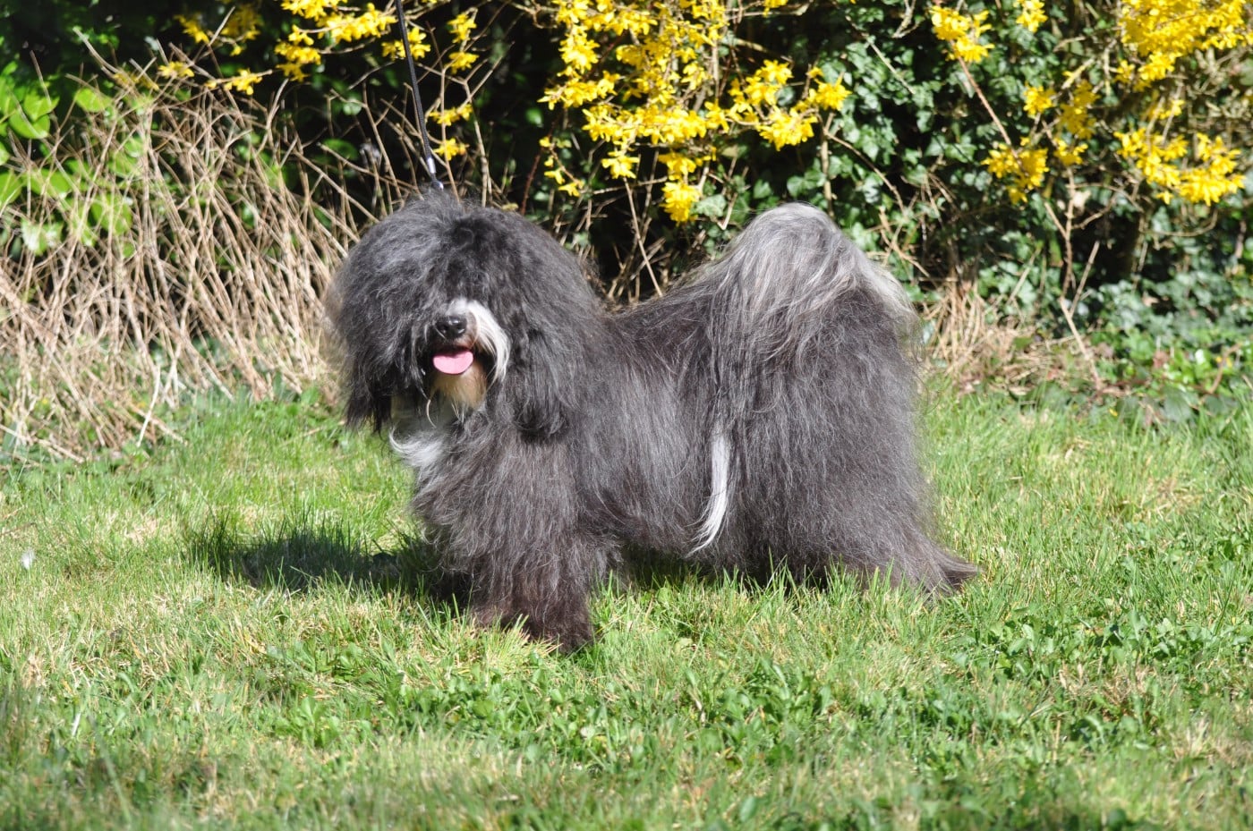 Vizir tibet lamleh de Ling Dechen