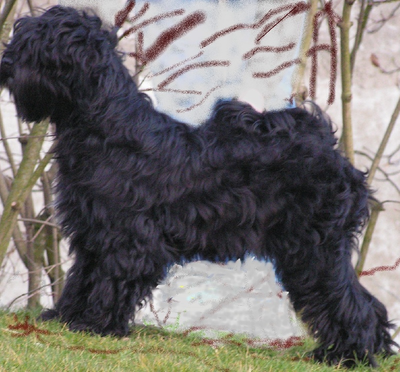 Publication : de Ling Dechen Auteur : N. Delescaut