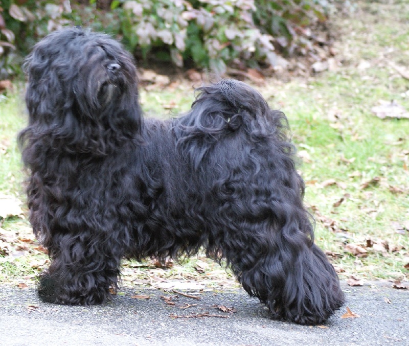 Publication : de Ling Dechen Auteur : N. Delescaut