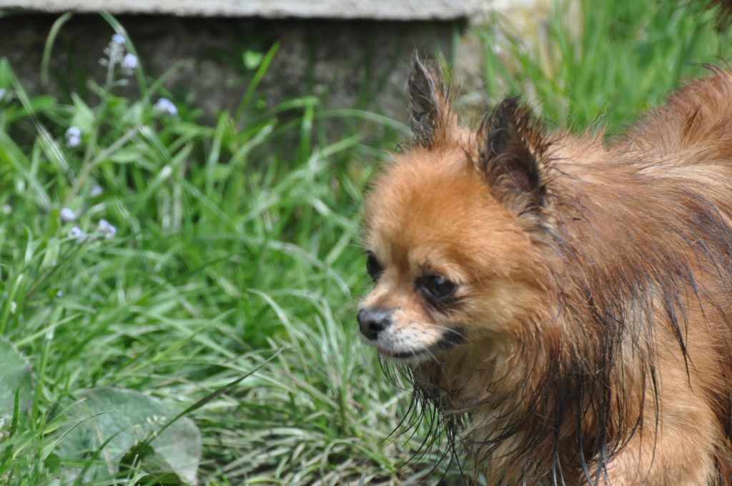 Publication : de Ling Dechen Auteur : N. CHOLET