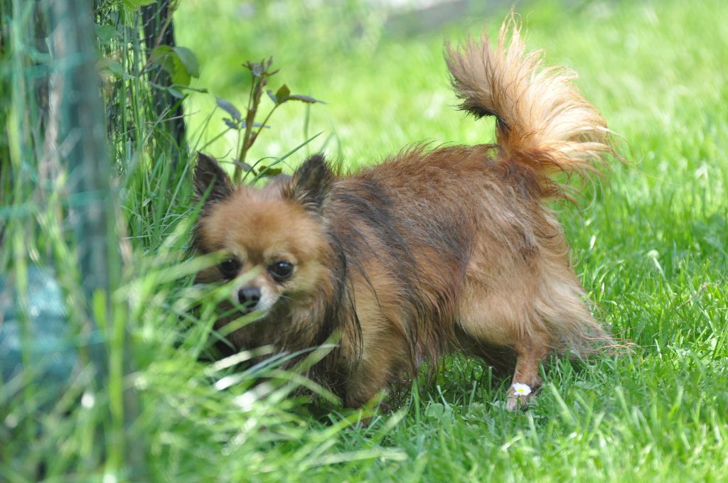 Publication : de Ling Dechen Auteur : N. CHOLET