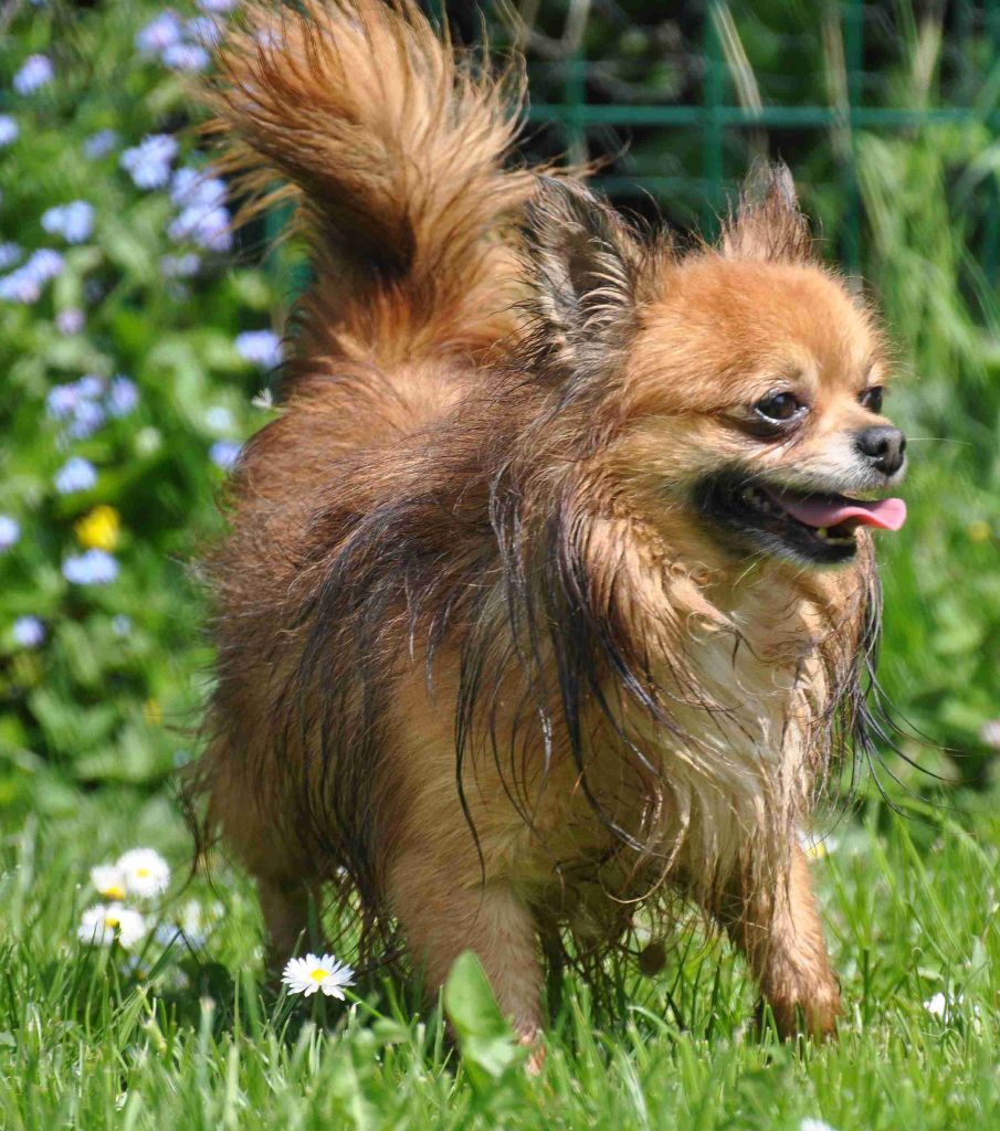 Publication : de Ling Dechen Auteur : N. CHOLET