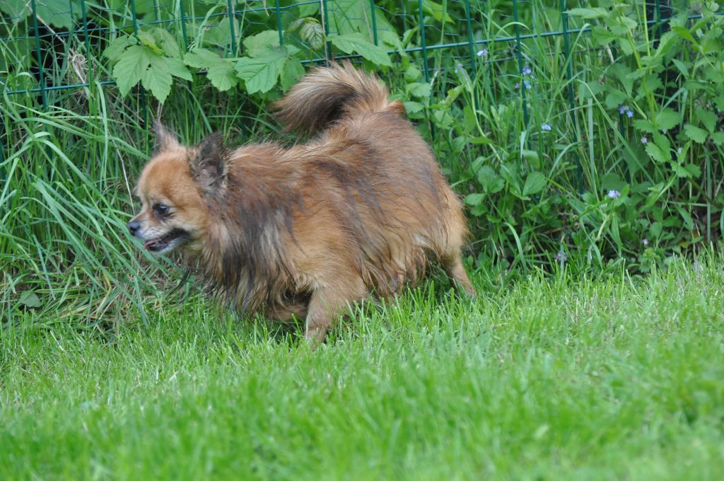 Publication : de Ling Dechen Auteur : N. CHOLET