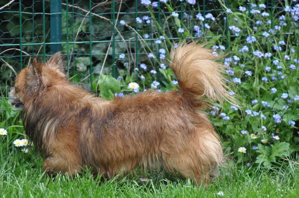 Publication : de Ling Dechen Auteur : N. CHOLET