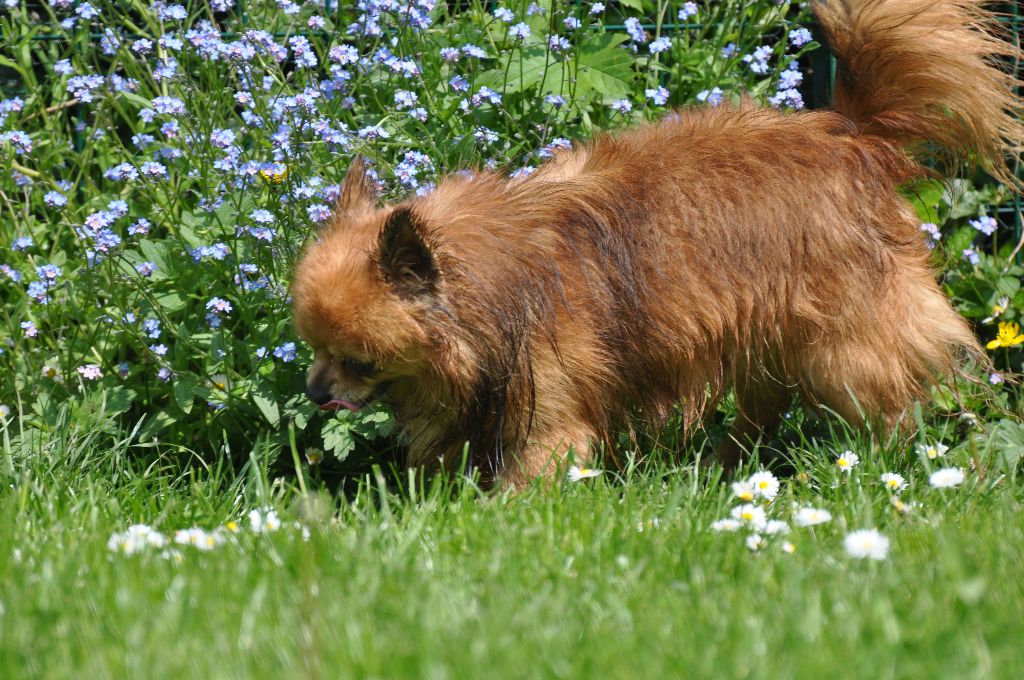 Publication : de Ling Dechen Auteur : N. CHOLET