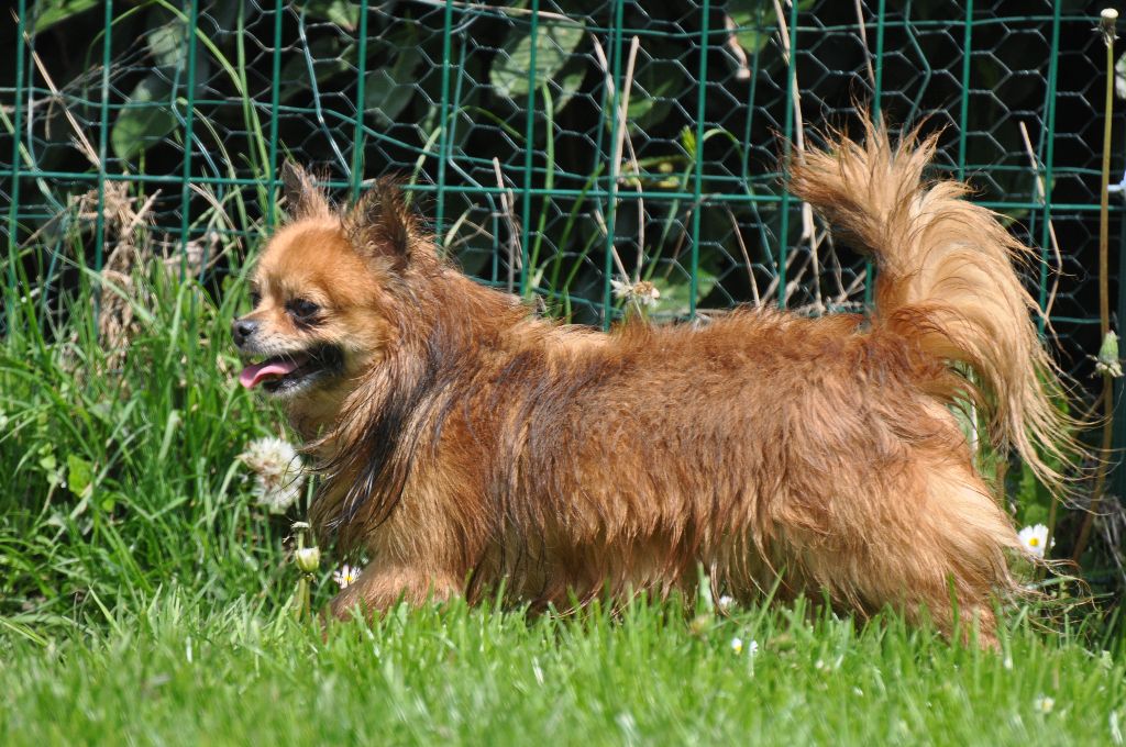 Publication : de Ling Dechen Auteur : N. CHOLET