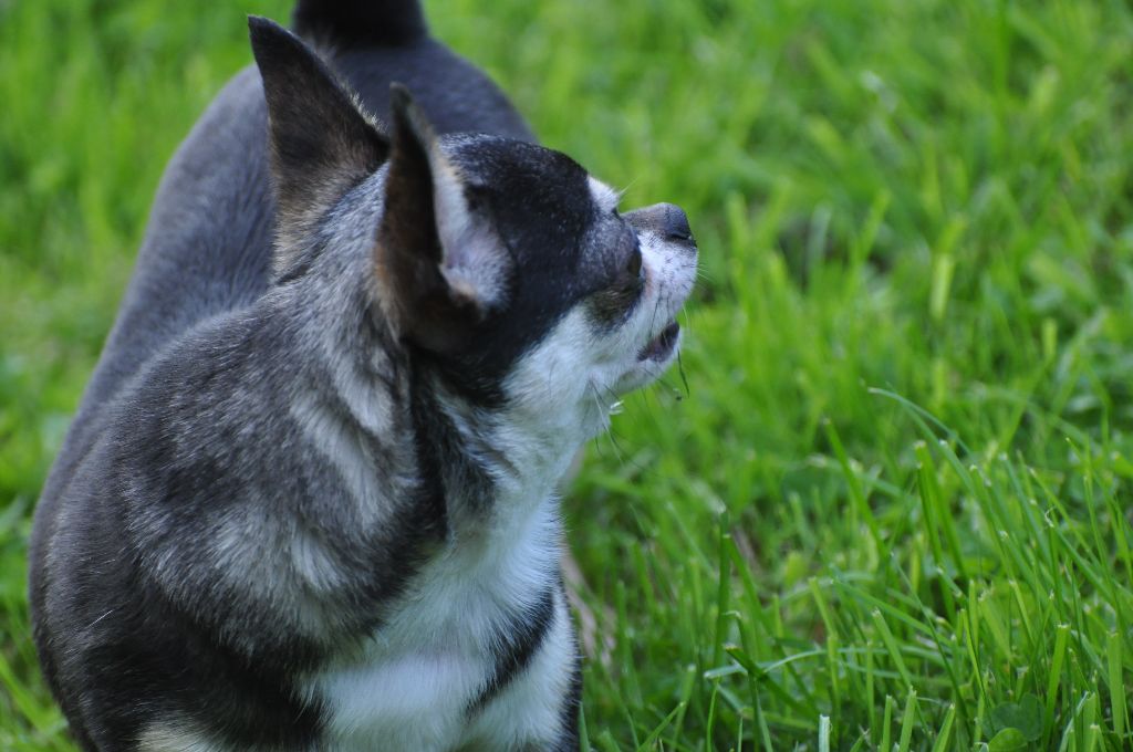 Maeva de Ling Dechen