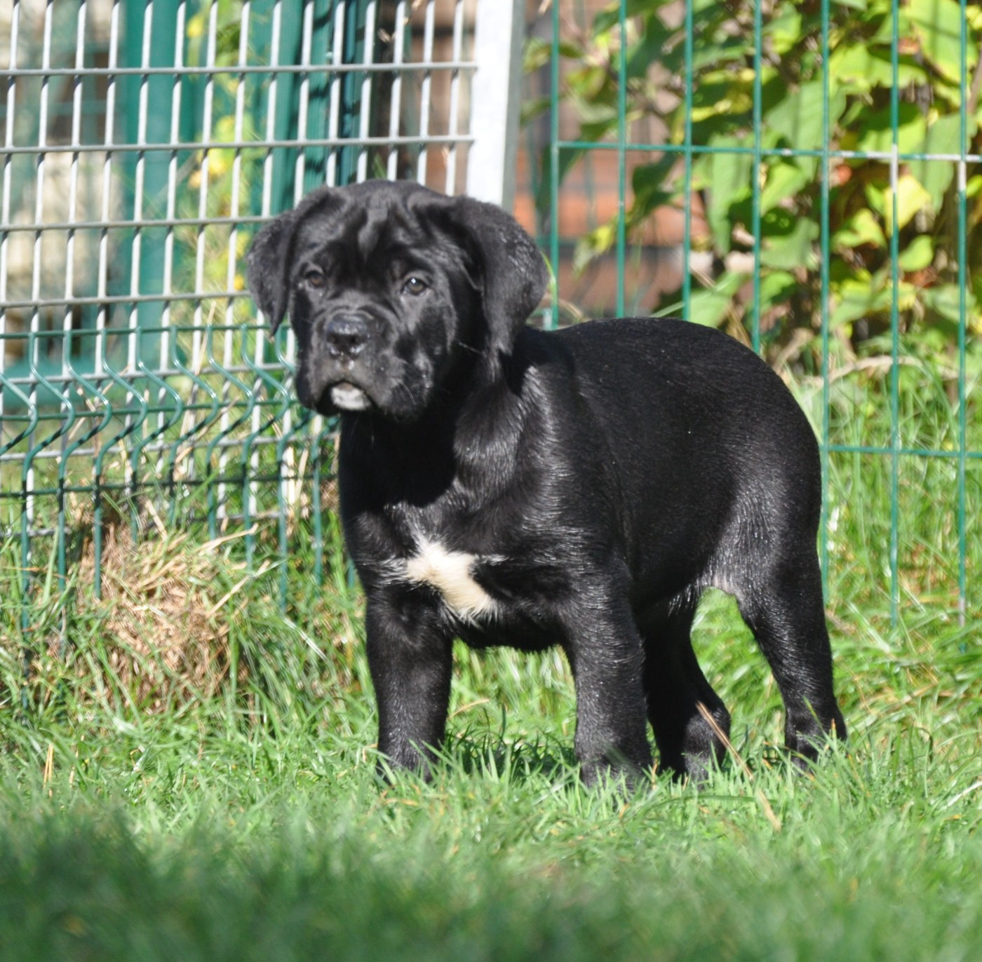Cane Corso - de Ling Dechen