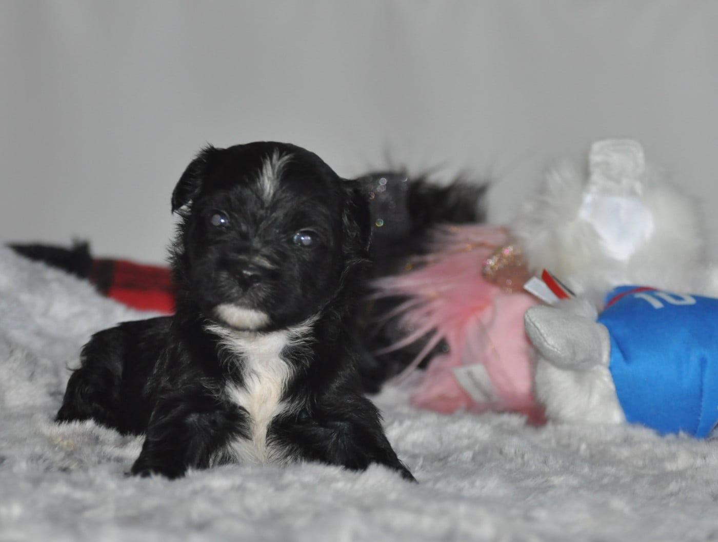 Terrier Tibetain - de Ling Dechen