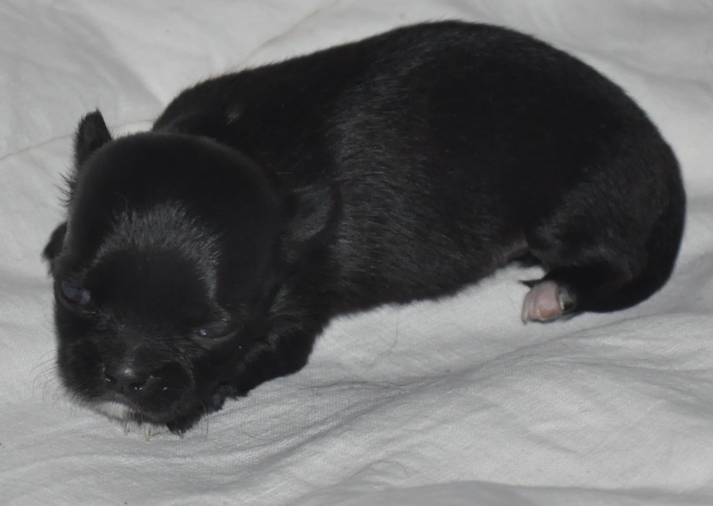 BLACK BEAUTY