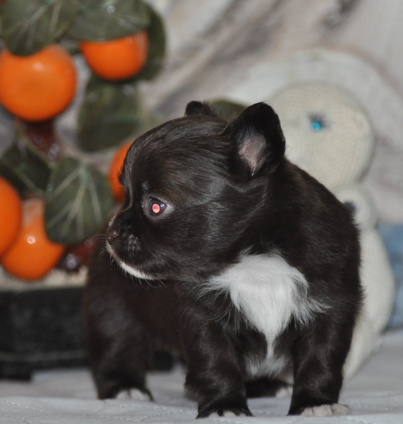 Chihuahua - de Ling Dechen