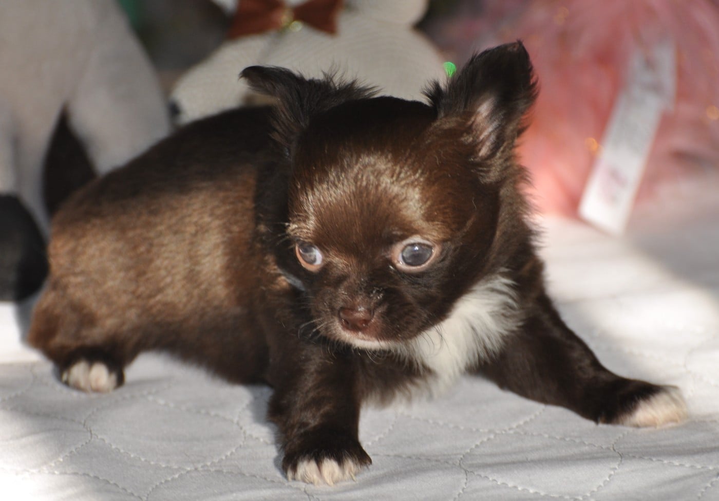Chihuahua - de Ling Dechen