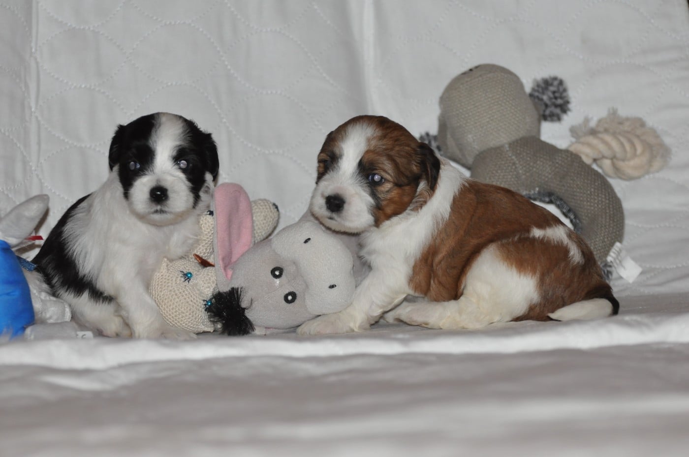 CHIOT 7 - Terrier Tibetain