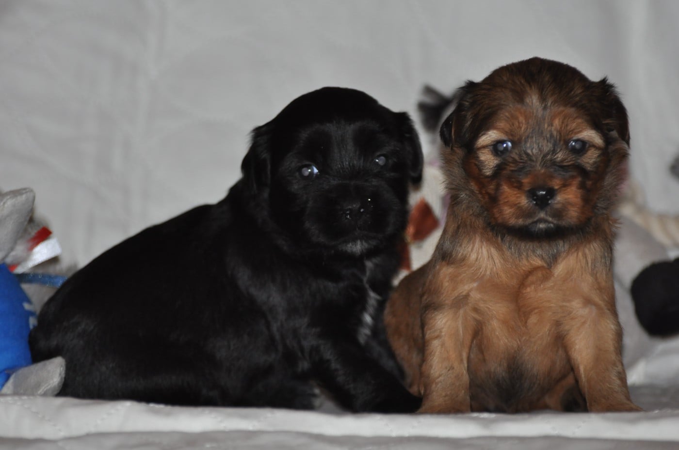 CHIOT 3 - Terrier Tibetain