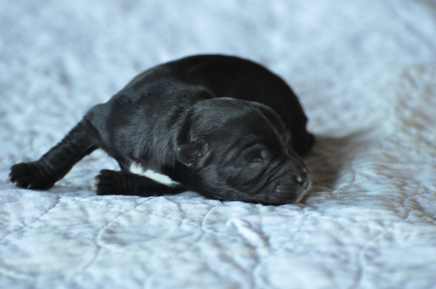 CHIOT 5