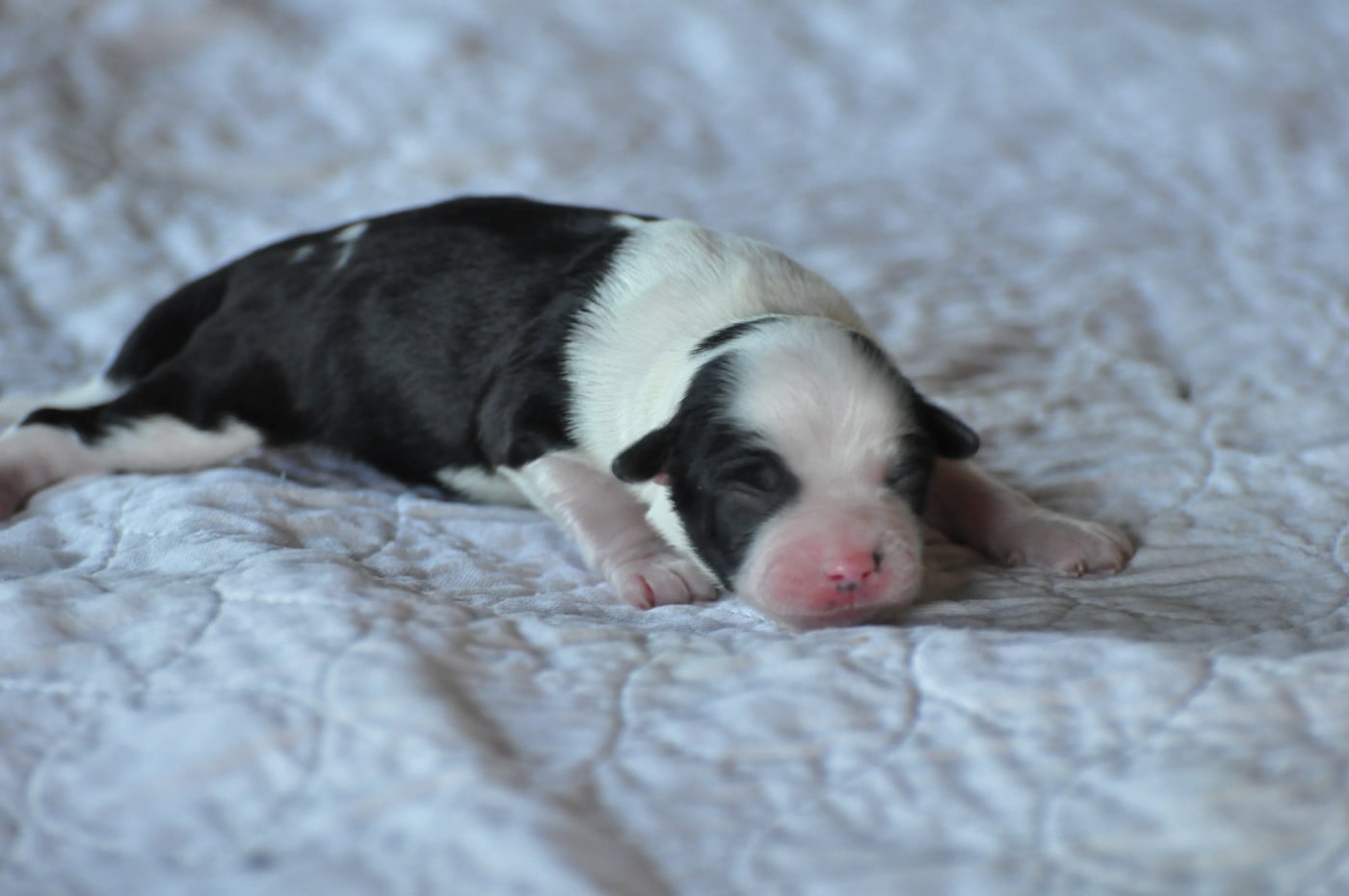 CHIOT 1