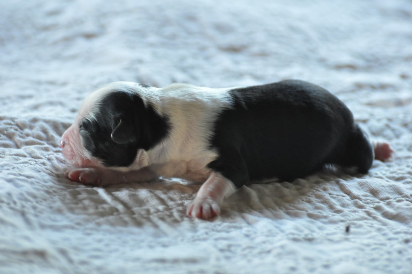 CHIOT 1