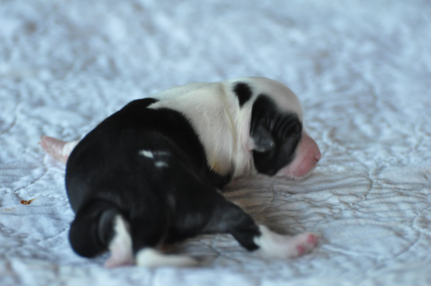 CHIOT 1