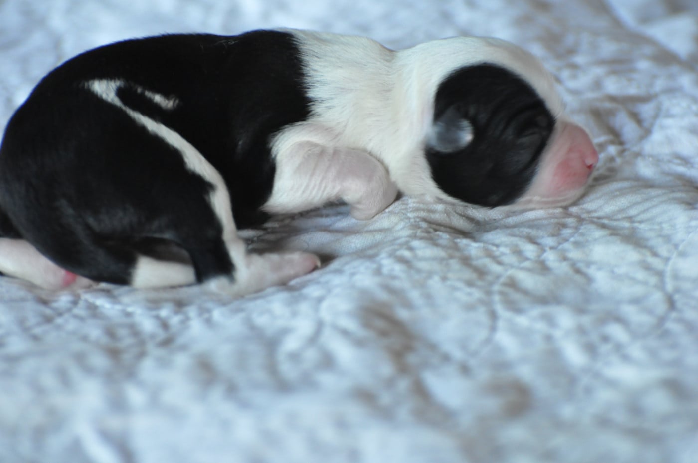 CHIOT 2