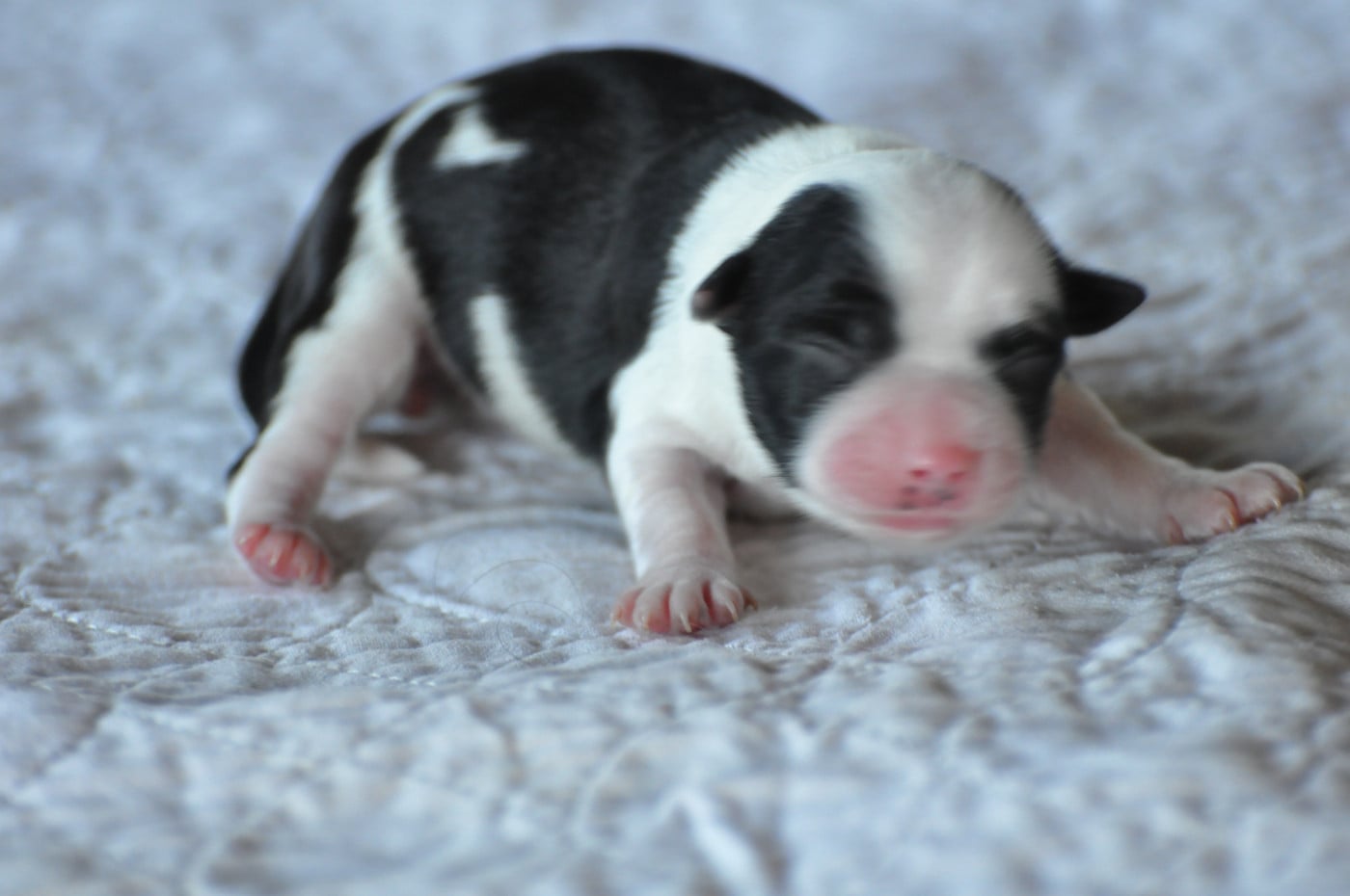 CHIOT 2
