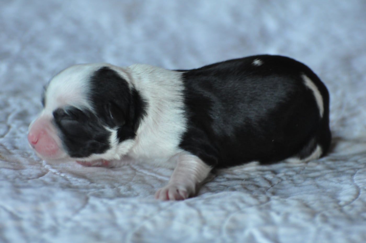 CHIOT 2