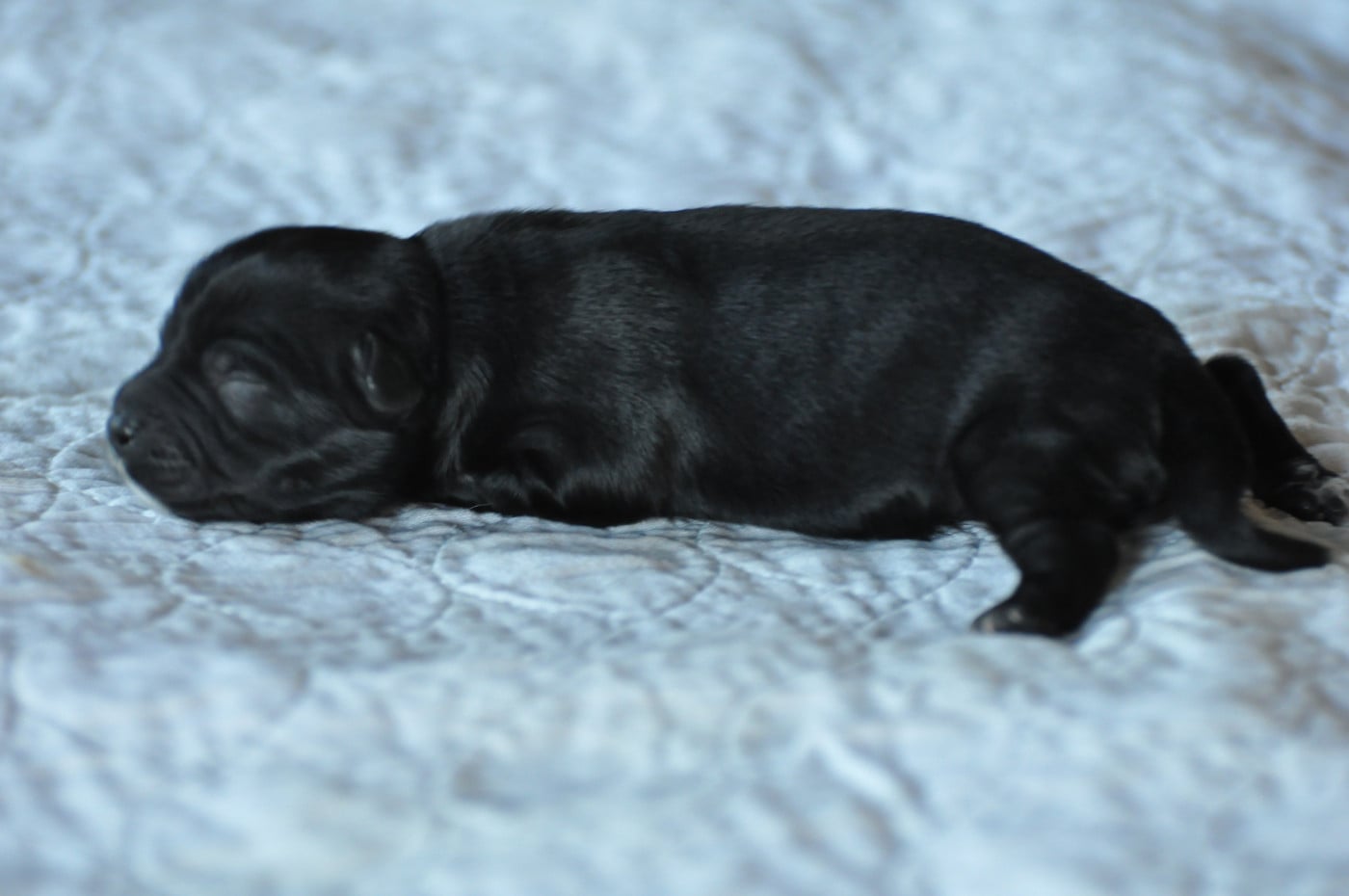 CHIOT 3