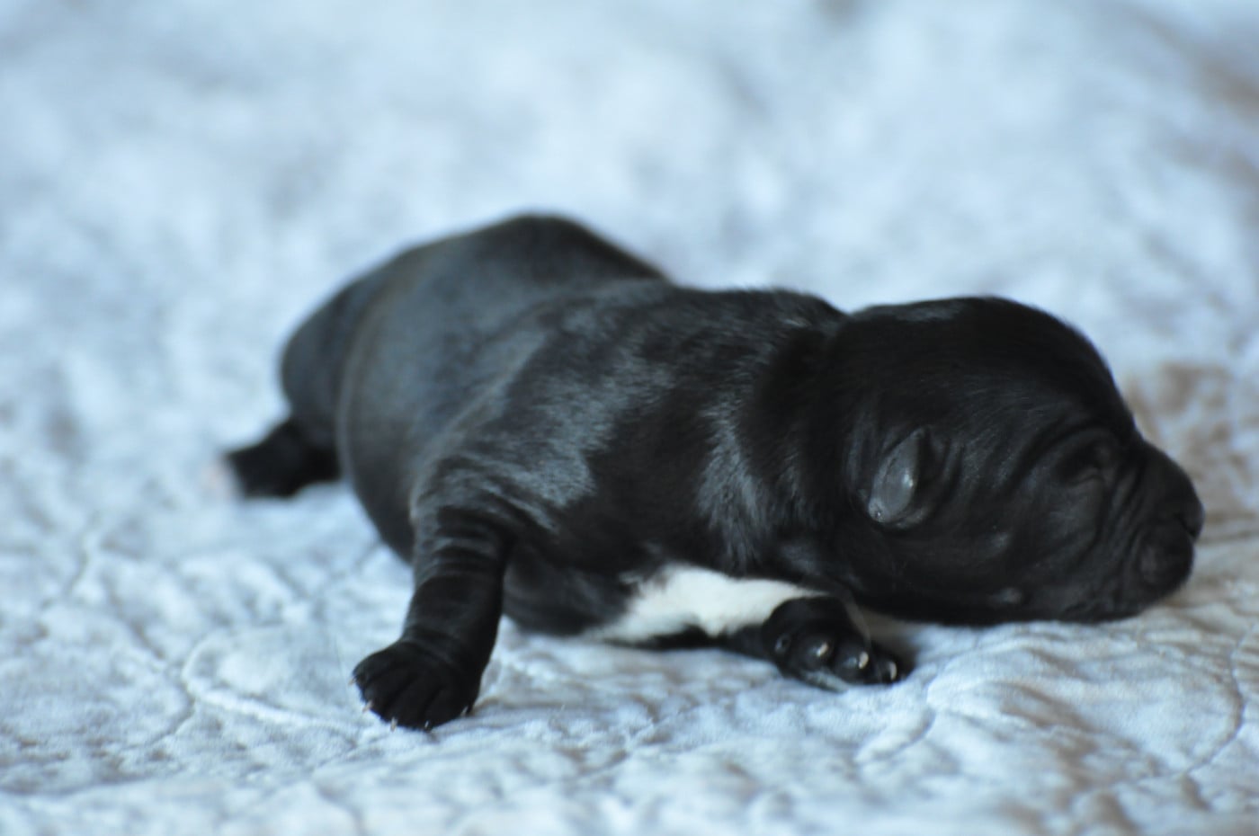 CHIOT 3