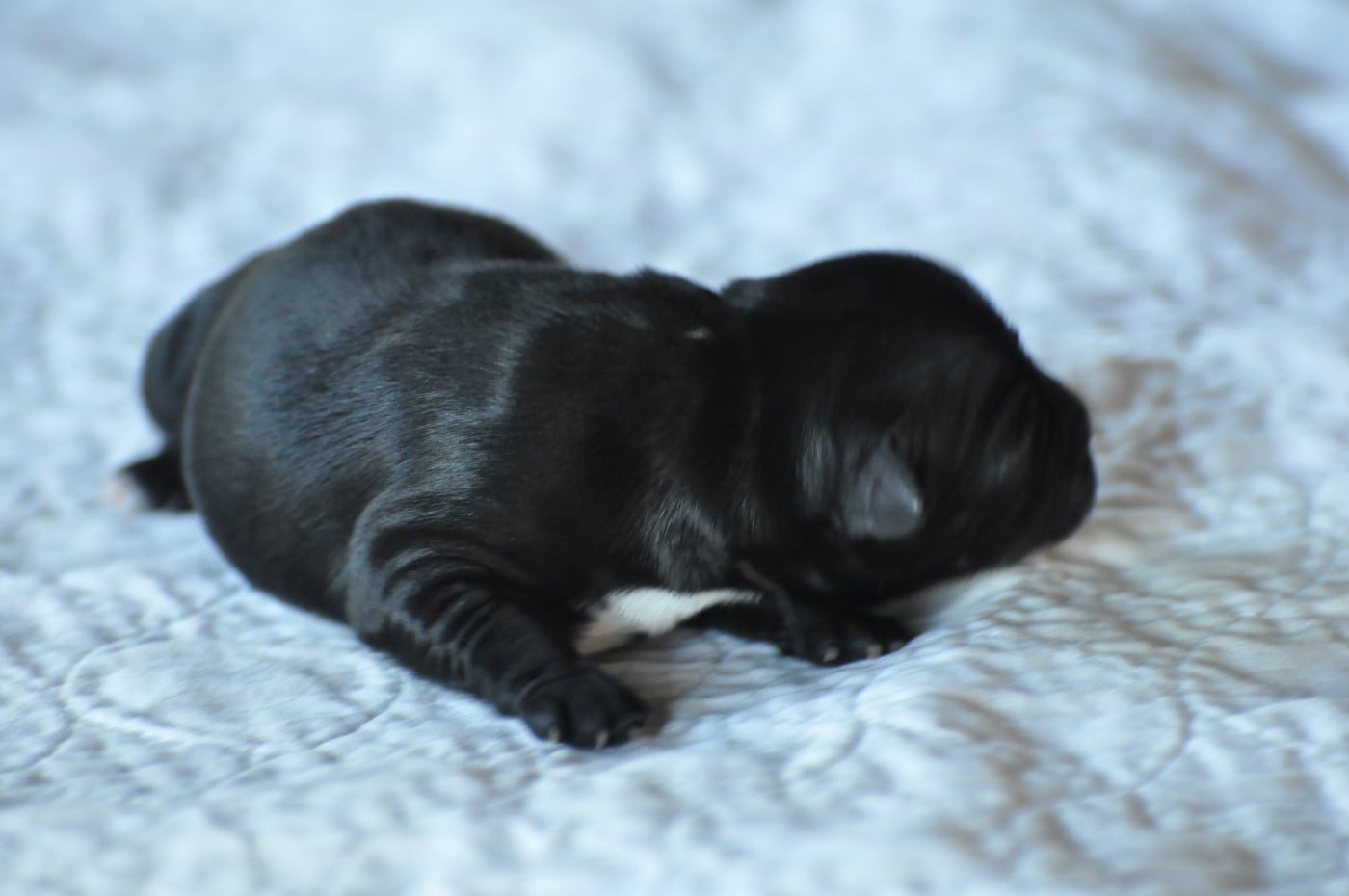 CHIOT 3