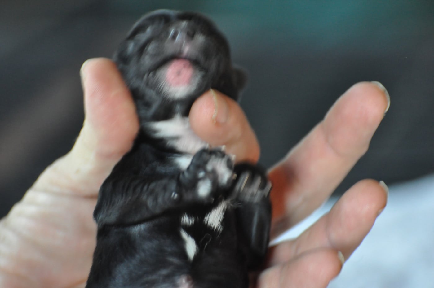CHIOT 5