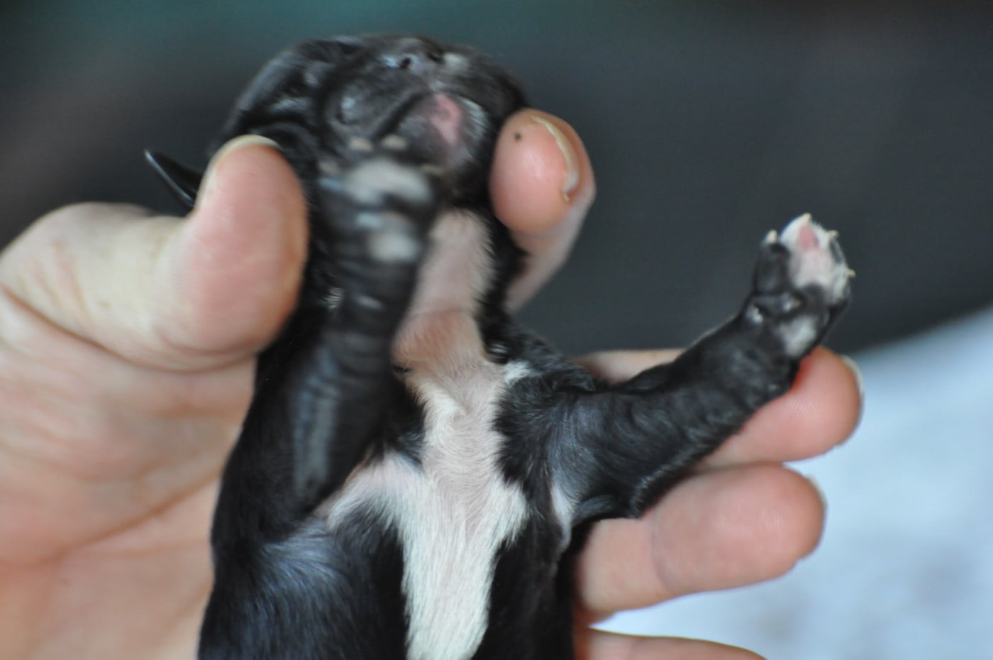 CHIOT 6