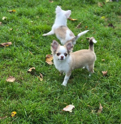 Les chiots de Chihuahua