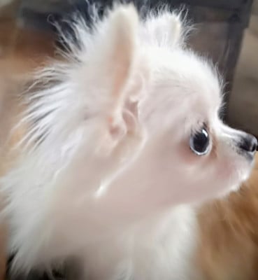 Les chiots de Chihuahua