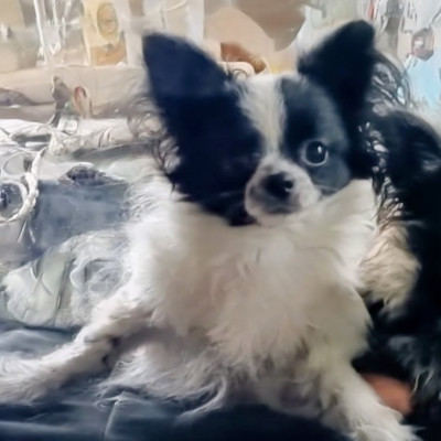 Les chiots de Chihuahua