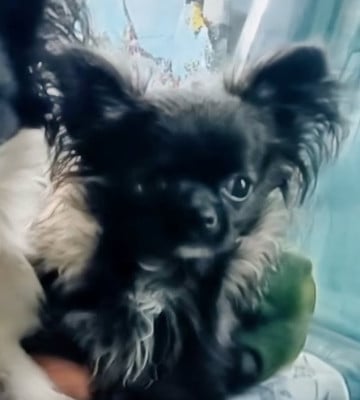 Les chiots de Chihuahua