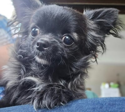 Les chiots de Chihuahua