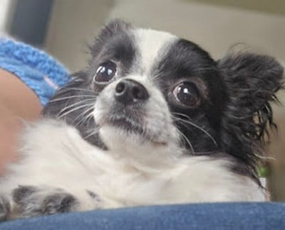 Les chiots de Chihuahua