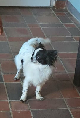 Les chiots de Chihuahua