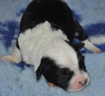 Les chiots de Terrier Tibetain