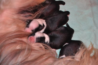 Les chiots de Terrier Tibetain