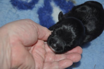 Les chiots de Terrier Tibetain