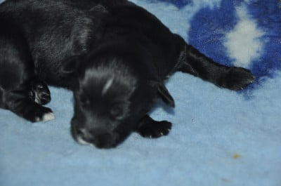 Les chiots de Terrier Tibetain