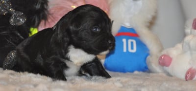 Les chiots de Terrier Tibetain