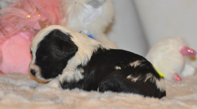 Les chiots de Terrier Tibetain