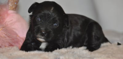 Les chiots de Terrier Tibetain